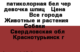 патиколорная бел/чер девочка шпиц › Цена ­ 15 000 - Все города Животные и растения » Собаки   . Свердловская обл.,Краснотурьинск г.